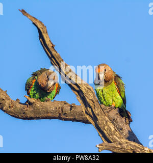 Cape Parrot dans Kruger National Park, Afrique du Sud ; Espèce Poicephalus robustus famille des Psittacidés Banque D'Images