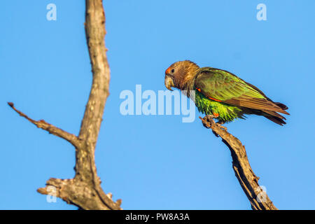 Cape Parrot dans Kruger National Park, Afrique du Sud ; Espèce Poicephalus robustus famille des Psittacidés Banque D'Images