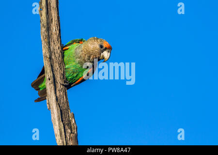 Cape Parrot dans Kruger National Park, Afrique du Sud ; Espèce Poicephalus robustus famille des Psittacidés Banque D'Images