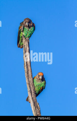 Cape Parrot dans Kruger National Park, Afrique du Sud ; Espèce Poicephalus robustus famille des Psittacidés Banque D'Images