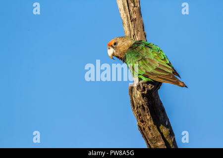 Cape Parrot dans Kruger National Park, Afrique du Sud ; Espèce Poicephalus robustus famille des Psittacidés Banque D'Images