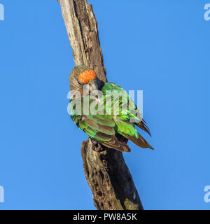 Cape Parrot dans Kruger National Park, Afrique du Sud ; Espèce Poicephalus robustus famille des Psittacidés Banque D'Images