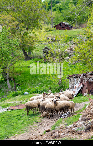 Troupeau de moutons se sont réunis dans une cour près de la petite cabane de montagne en Bulgarie. Vert printemps paysage vertical avec selective focus Banque D'Images