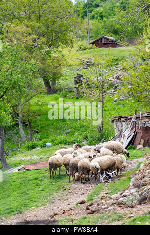 Troupeau de moutons se sont réunis dans une cour près de la petite cabane de montagne en Bulgarie. Vert printemps paysage vertical avec focus sélectif. Mère de minuscules lam Banque D'Images