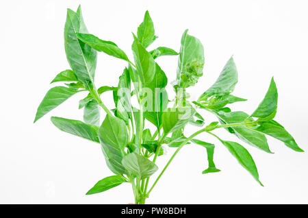 Ocimum basilicum ou cheveux feuille de basilic isolé sur fond blanc. Banque D'Images