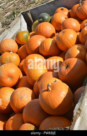 Les citrouilles à un pop up pumpkin farm dans le Hertfordshire, Angleterre Banque D'Images