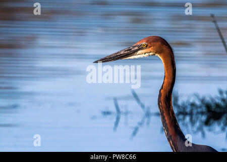 Héron goliath dans Kruger National Park, Afrique du Sud ; espèce Ardea goliath famille des Ardeidae Banque D'Images