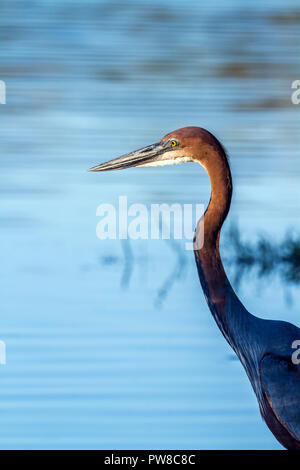 Héron goliath dans Kruger National Park, Afrique du Sud ; espèce Ardea goliath de la famille Banque D'Images