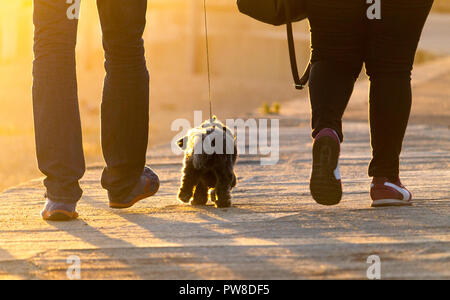 Vue arrière d'un West Highland Terrier marron marcher entre un couple. Banque D'Images