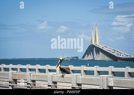 Pelican sur la jetée de pêche du sud à Sunshine Skyway Bridge à Saint-Pétersbourg, Floride, avec vue sur le pont en arrière-plan Banque D'Images