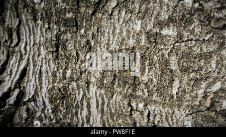 La texture en relief de l'écorce d'un arbre Banque D'Images