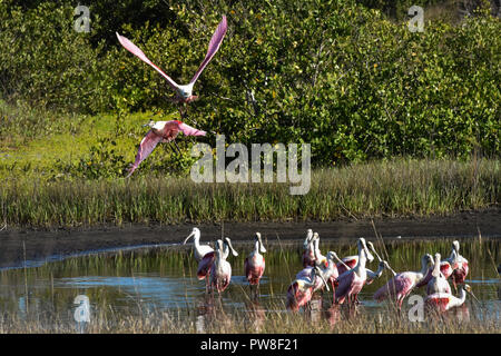 2 spatules battant en grand troupeau de spatules se nourrir dans l'eau à préserver à Bradenton en Floride Robinson Banque D'Images