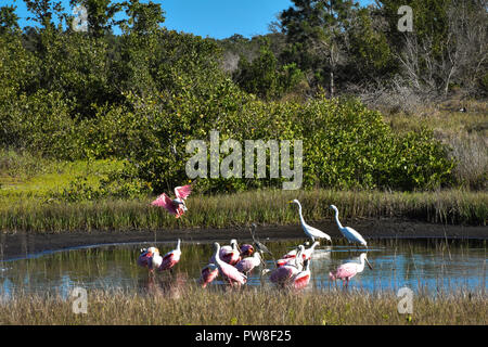 Spoonbill battant à grande bande dans l'eau d'alimentation à Robinson préserver à Bradenton en Floride avec des aigrettes blanches. 1 de 3 photos montrant étapes de descente Banque D'Images