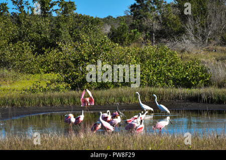 Spoonbill battant à grande bande dans l'eau d'alimentation à Robinson préserver à Bradenton en Floride avec des aigrettes blanches. 1 de 3 photos montrant étapes de descente Banque D'Images