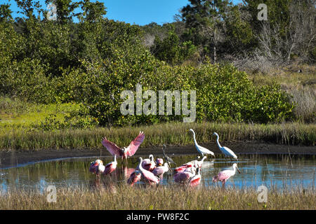 Spoonbill battant à grande bande dans l'eau d'alimentation à Robinson préserver à Bradenton en Floride avec des aigrettes blanches. 1 de 3 photos montrant étapes de descente Banque D'Images