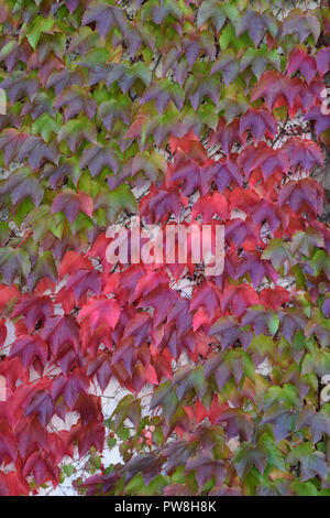 Détail d'un mur de lierre tourné en octobre, Hedera helix multicolores de l'automne d'escalade sur un mur de béton Banque D'Images