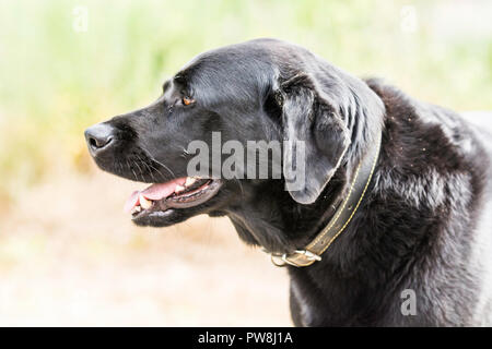 Un labrador noir de Weda Banque D'Images