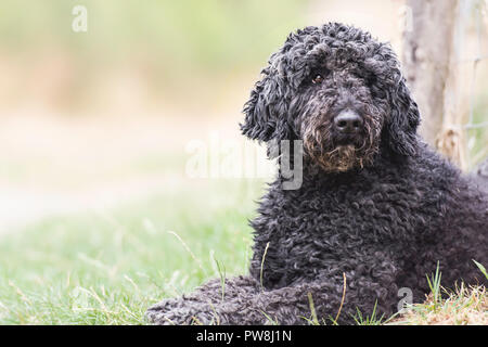 caniche standard Banque D'Images