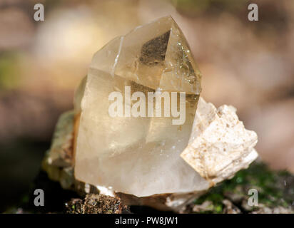 Point de quartz citrine cathédrale Brésil niché dans la matrice sur mousse, classe et de l'écorce, à rhytidome forest preserve. Banque D'Images