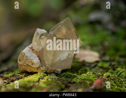 Point de quartz citrine cathédrale Brésil niché dans la matrice sur mousse, classe et de l'écorce, à rhytidome forest preserve. Banque D'Images