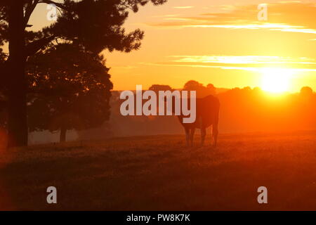 Une vache dans un champ avec le soleil qui se lève de derrière. Banque D'Images