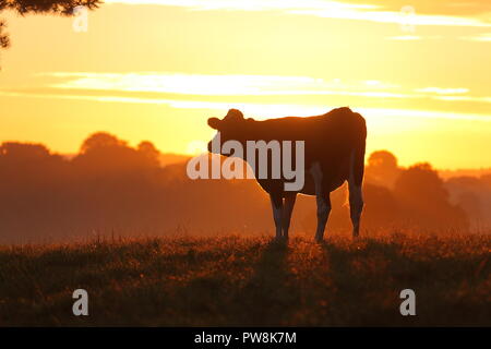 Une vache dans un champ avec le soleil qui se lève de derrière. Banque D'Images