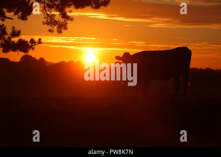 Une vache dans un champ avec le soleil qui se lève de derrière. Banque D'Images