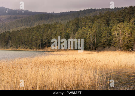 Lac Abant et nature park en hiver mais pas de neige. Banque D'Images