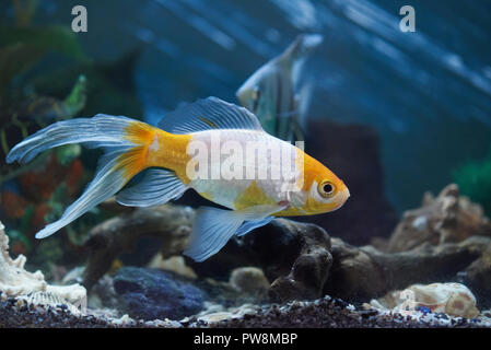 Un poisson rouge dans l'eau de l'aquarium bleu vue rapprochée des récifs Banque D'Images