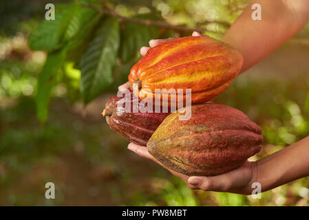 Groupe des matières contenues à l'intérieur de la plantation de cacao floue fond Banque D'Images