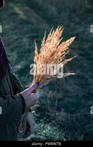 La tenue d'une bande d'herbe sur le terrain contre l'après-midi, soleil d'automne. La main d'une femme de bouquette de fleurs des champs dans une scène ensoleillée Banque D'Images