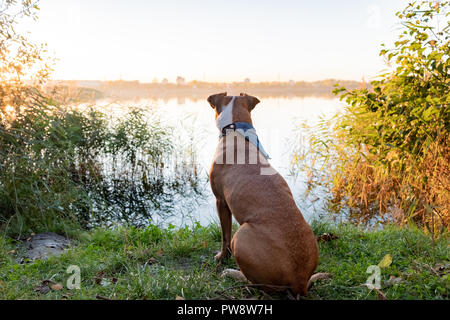 Chien est assis près du lac. Beau coucher du soleil à berge avec un chien à la recherche à distance Banque D'Images