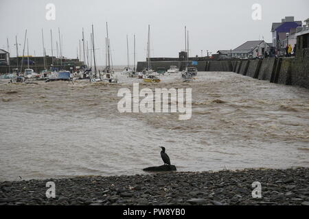 Aberaeron, UK. 13 octobre 2018. Une scène de dévastation à Aberaeron Harbour sur la côte ouest du pays de Galles cet après-midi que de fortes pluies et des vents forts de storm Callum continuent de causer du grabuge. L'eau des crues de la rivière Aeron exerçant son activité sous les arbres et grosses branches tomber sur des bateaux amarrés là dommages à de nombreux et totalement naufrage d'autres. Crédit : Anthony Pugh/Alamy Live News Banque D'Images