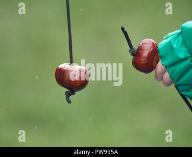 Southwick, UK. 14 octobre 2018. L'un sur un conker jour très pluvieux à Southwick, East Midlands, Angleterre, 14 octobre 2018, pour le championnat du monde junior 2018 conker. Crédit : Michael Foley/Alamy Live News Banque D'Images