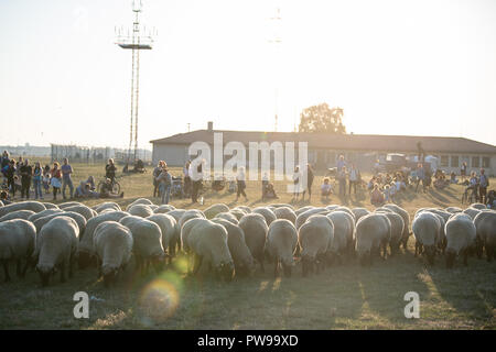 Berlin, Allemagne. 14 octobre 2018. Moutons paissent sur le terrain de Tempelhof. Jusqu'au 21 octobre, 200 brebis seront en marche le paysage traditionnel des activités de conservation dans le domaine de Tempelhof. Photo : Fabian Sommer/dpa dpa : Crédit photo alliance/Alamy Live News Banque D'Images