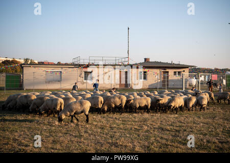 Berlin, Allemagne. 14 octobre 2018. Moutons paissent sur le terrain de Tempelhof. Jusqu'au 21 octobre, 200 brebis seront en marche le paysage traditionnel des activités de conservation dans le domaine de Tempelhof. Photo : Fabian Sommer/dpa dpa : Crédit photo alliance/Alamy Live News Banque D'Images