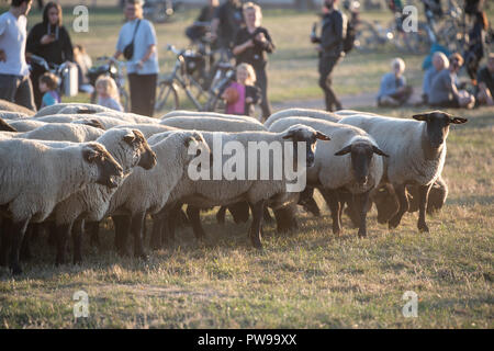 Berlin, Allemagne. 14 octobre 2018. Moutons paissent sur le terrain de Tempelhof. Jusqu'au 21 octobre, 200 brebis seront en marche le paysage traditionnel des activités de conservation dans le domaine de Tempelhof. Photo : Fabian Sommer/dpa dpa : Crédit photo alliance/Alamy Live News Banque D'Images