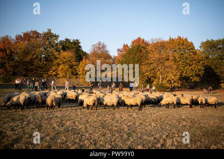 Berlin, Allemagne. 14 octobre 2018. Moutons paissent sur le terrain de Tempelhof. Jusqu'au 21 octobre, 200 brebis seront en marche le paysage traditionnel des activités de conservation dans le domaine de Tempelhof. Photo : Fabian Sommer/dpa dpa : Crédit photo alliance/Alamy Live News Banque D'Images