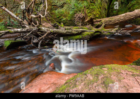 La rivière rouge sang dans une gorge verte. Devil's Pulpit, Finnich Glen, près de Killearn, Ecosse, Royaume-Uni Banque D'Images