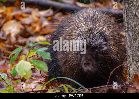 Le porc-épic sur sentier de randonnée à Stowe, Vermont Banque D'Images