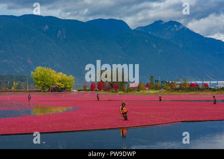 La récolte de la canneberge, inondé les champs de canneberges, Pitt Meadows, Colombie-Britannique, Canada Banque D'Images