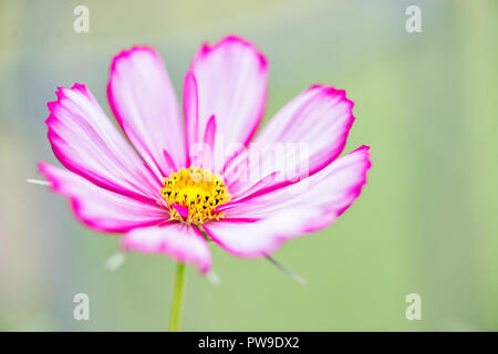 Une fleur rose de Cosmos bipinnatus. Banque D'Images