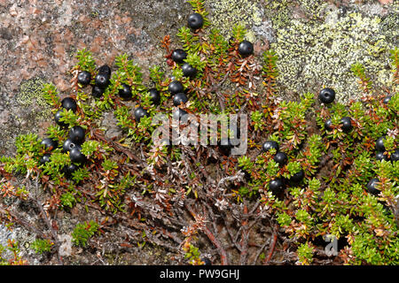 L'Empetrum nigrum Camarine noire - Baies et laisse plus de roche de granit Montagnes Cairngorm, Ecosse Banque D'Images