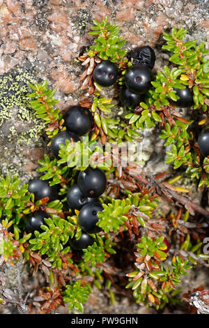 L'Empetrum nigrum Camarine noire - de petits fruits noirs, de petites fleurs et feuilles de plus de roche de granit Montagnes Cairngorm, Ecosse Banque D'Images