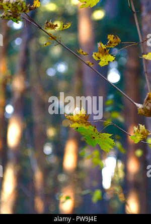 Feuilles d'érable à l'automne dernier sur une branche d'arbre dans la forêt. Close-up. Banque D'Images