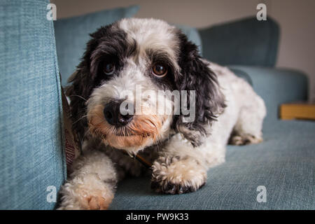 Cockapoo noir et blanc Banque D'Images