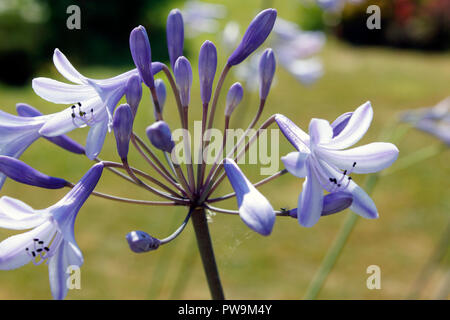 Agapanthus africanus capitules bleu Banque D'Images