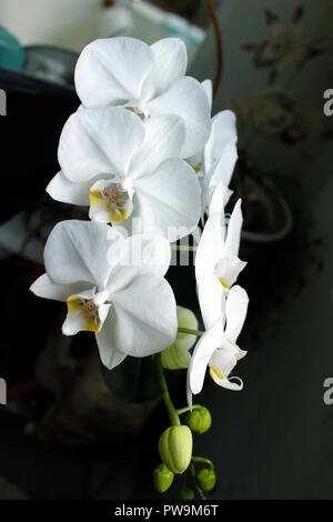 Fleurs blanches de l'orchidée Phalaenopsis Banque D'Images