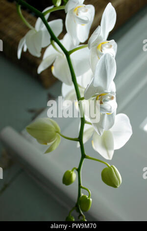 Fleurs blanches de l'orchidée Phalaenopsis Banque D'Images