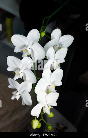 Fleurs blanches de l'orchidée Phalaenopsis Banque D'Images